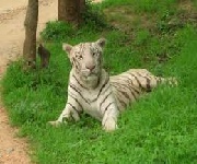 Bangalore Bannerghatta National Park