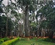  Big Bangalore Big Banyan Tree